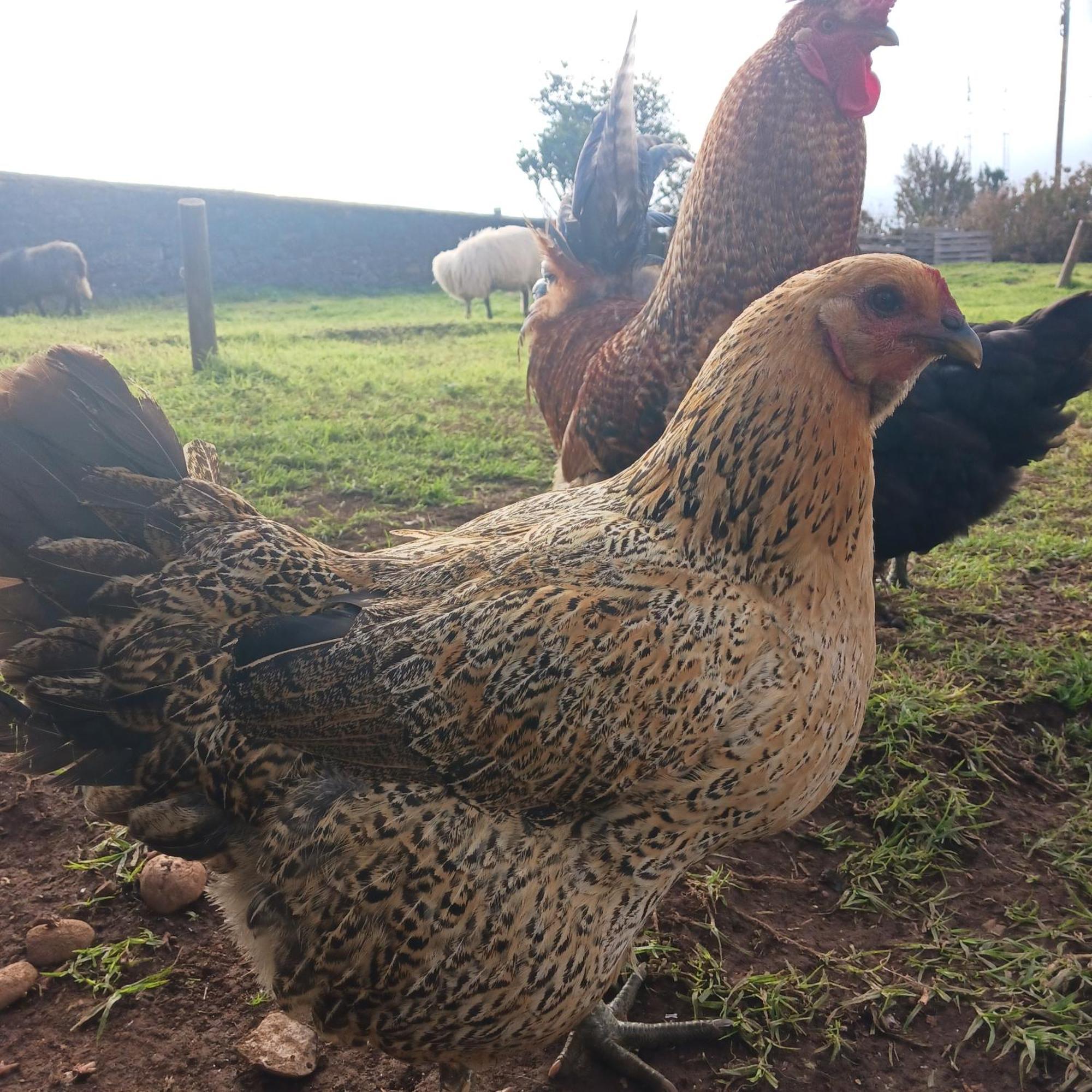 Achadas Da Cruz Farm House ภายนอก รูปภาพ